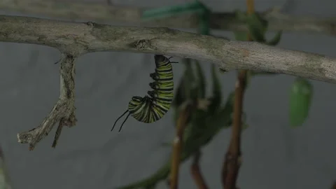 Monarch metamorphosis cycle, time lapse. Stock Footage 168048748