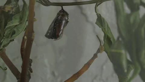 Monarch metamorphosis cycle, time lapse. Stock Footage 168048865