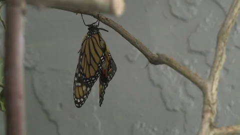 Monarch metamorphosis cycle, time lapse. Stock Footage 168048904