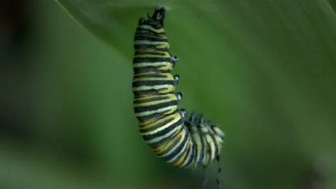 Monarch Metamorphosis Macro Timelapse Stock Footage 231664685