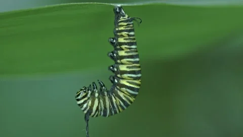 Monarch Metamorphosis Macro Timelapse Stock Footage 237137577