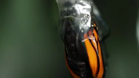 Monarch Metamorphosis in Motion - Part 2 of 4 Stock Footage 238582579