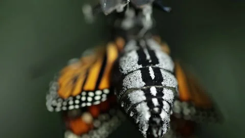 Monarch Metamorphosis in Motion - Part 3 of 4 Stock Footage 238582575