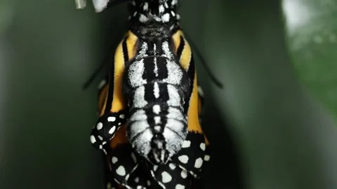 Monarch Metamorphosis in Motion - Part 4 of 4 Stock Footage 238584017
