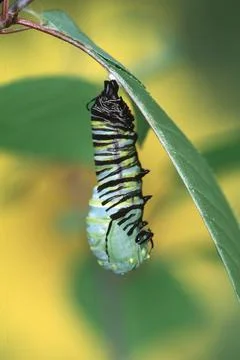 Monarch Metamorphosis Stock Photos