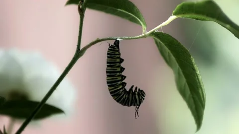 Monarch Metamorphosis Timelapse Stock Footage 231455311