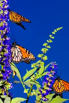 Monarch Migration Stock Photos