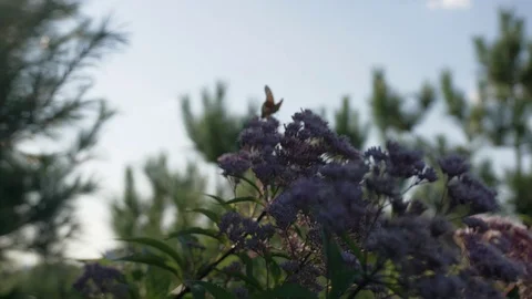 Monarch on milkweed flower Video stock 114994460