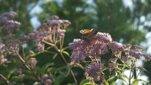 Monarch on milkweed flower Video stock 114994465