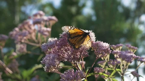 Monarch on milkweed flower Video stock 114994470
