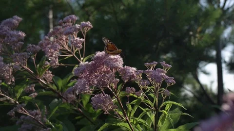Monarch on milkweed flower Video stock 114994473