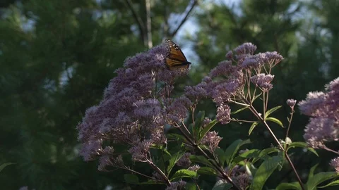 Monarch on milkweed flower Video stock 114994484