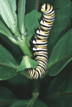 Monarch on MIlkweed Stock Photos