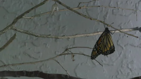 Monarch moving its wings for the first time 스톡 동영상 168047140