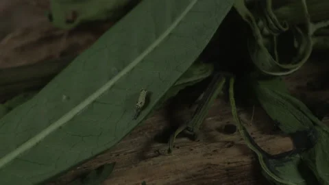 Monarch newborn caterpillar Stock Footage 168048835