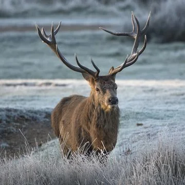 Monarch of the park Foto stock