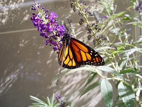 Monarch Stock Photos