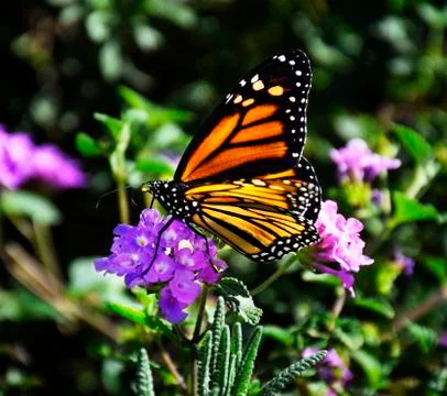 Monarch Stock Photos