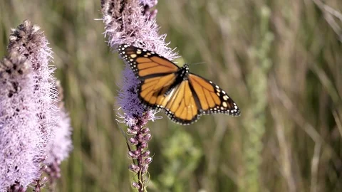 Monarch in slow motion flying away from a prairie wild flower. Video stock 91899475