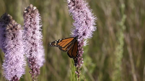 Monarch in slow motion getting its nectar from a prairie flower. Video stock 91899610