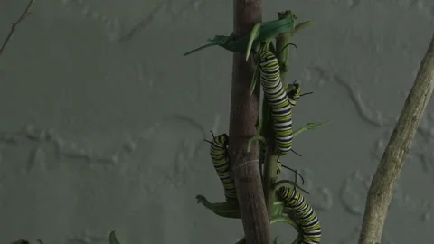 Monarch very active caterpillars Stock Footage 168048576
