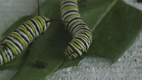 Monarch, very hungry caterpillars Stock Footage 168048571