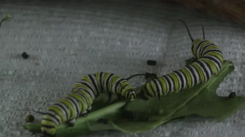 Monarch, very hungry caterpillars Stock Footage 168048583