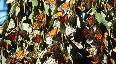 Monarch Wide Cluster Video stock 33790127