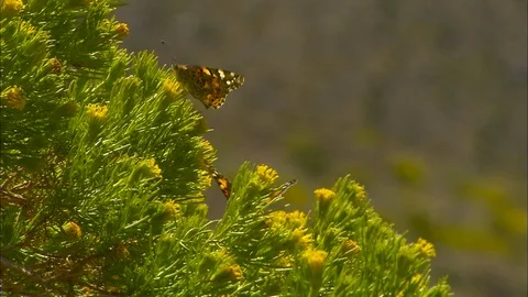 Monarch on wildflowers in the wind Stock Footage 87769528
