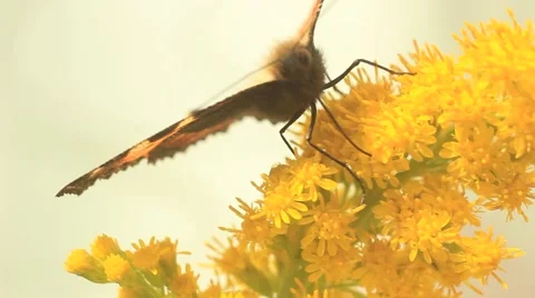 Monarch on a yellow flower closeup Stock Footage 53611802