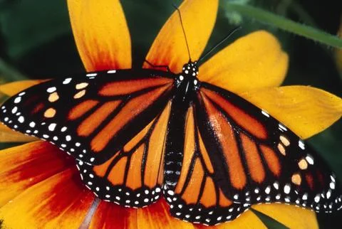 Monarch on Yellow Stock Photos