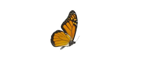 MonarchButterfly  Macro Hires Flying Loop  4K Vidéo 146154972