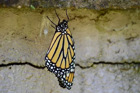 MonarchChrysalis Stock Photos