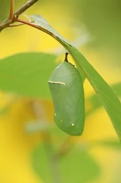 MonarchChrysalis Stock Photos