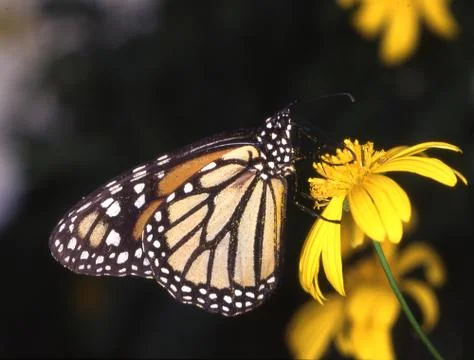 Monarchfalter an Blttern Stock Photos