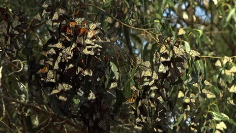 Monarchs slow motion Video stock 77771518