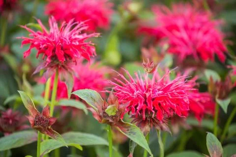 Monarda didyma Stock Photos