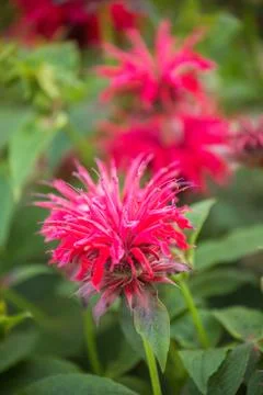 Monarda didyma Stock Photos