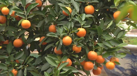 Monastery garden and orange tree in Ho Chi Minh City, North Vietnam Stock Footage 53022087