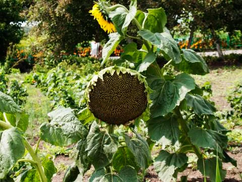 Monastery garden Stock Photos