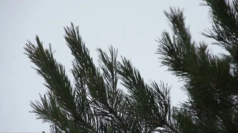 Monastery in winter. Stock Footage 67867152