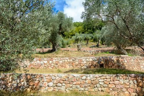 Monastic complex Praskvitsa. Montenegro. Monastery for men. Olive garden 写真素材