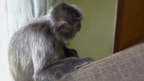 MONEKY ON EATING 0033 Video stock 119921139