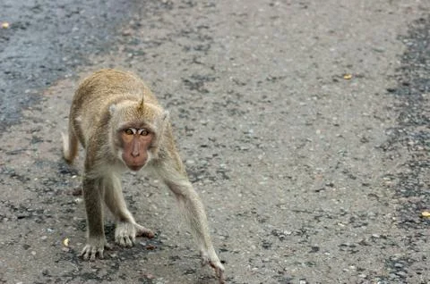 A moneky hopping off Stock Photos