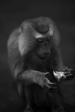 Moneky looking at his fruit Stock Photos