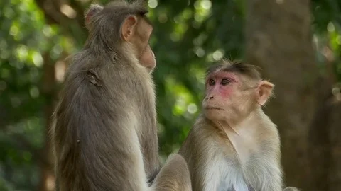 Monekys deeply looking into each others eyes Stock Footage 81097956