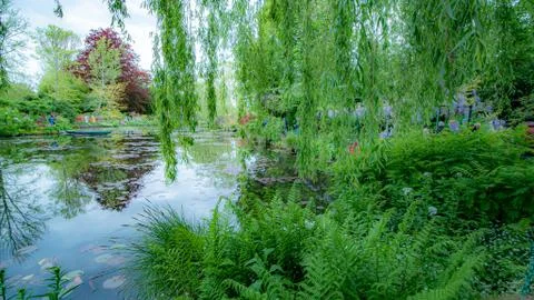 Monet's garden green willows reflection pond Stock Photos