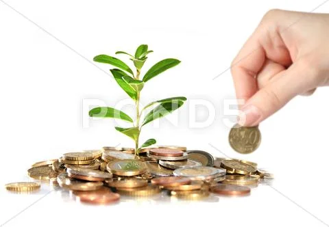 Money and plant. Stock Photos