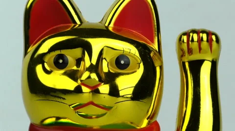 Money Cat Face Stock Footage 66006476