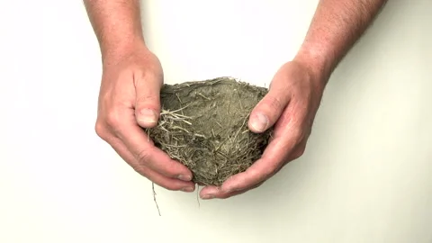 Money Falling in Slow Motion into Nest Video stock 131121607